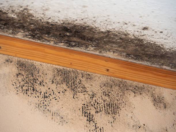 Best Basement Mold Removal  in Bowling Green, KY