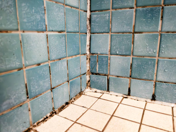 Best Comprehensive Air Testing for Mold Contaminants  in Bowling Green, KY