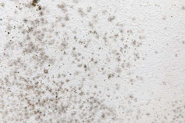Best HVAC Mold Inspection and Cleaning  in Bowling Green, KY